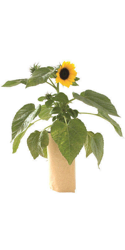 Buy Potting Shed Creations Mini Sunflower Tall Garden-in-a ...