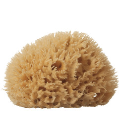 Well Kept Sponge Medium