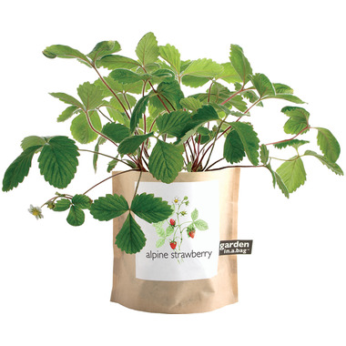 Buy Potting Shed Creations Alpine Strawberry Garden-in-a ...