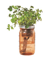 Modern Sprout Garden Jar Parsley