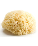 Bellini Sea Sponge Honeycomb