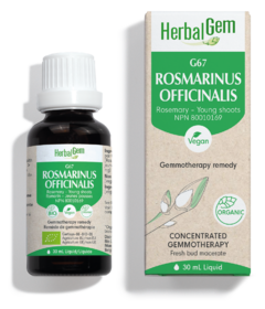 HerbalGem G67 Rosmarinus Officinalis (Rosemary)