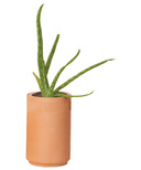Modern Sprout Terracotta Kit Aloe