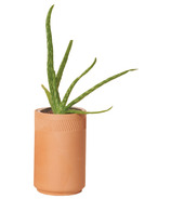 Kit Terre Cuite Aloe de Modern Sprout