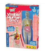 Thames & Kosmos Ooze Labs: Visible Human Body with Squishable Organs