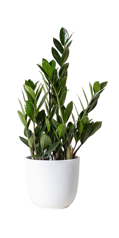 Buy Foli Live Medium ZZ Plant White at Well.ca | Free Shipping $35+ in ...