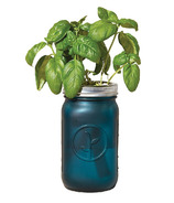 Modern Sprout Garden Jar Basil