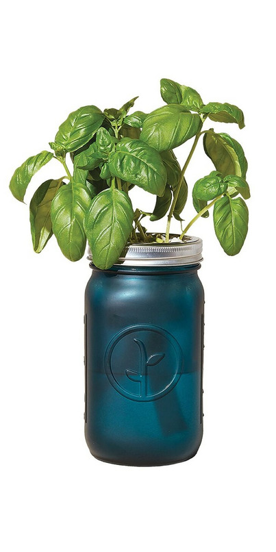 Modern Sprout Garden Jar Review - Buy Modern Sprout Garden Jar Basil