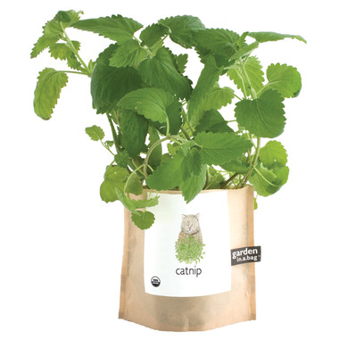 Buy Potting Shed Creations Pet Catnip Garden-in-a-Bag at 