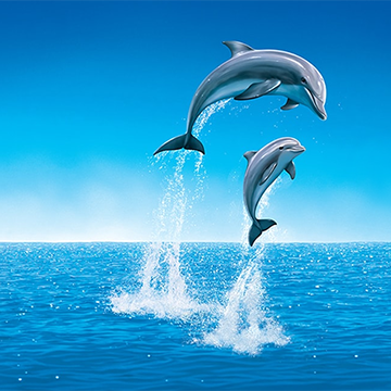 two dolphines jumping in water