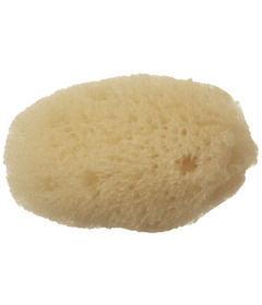 Well Kept Sponge Extra Small