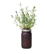 Modern Sprout Garden Jar Lavender