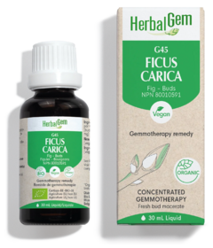HerbalGem Ficus Carica (Fig) G45