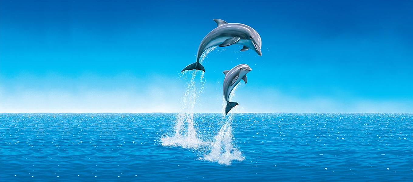 two dolphines jumping in water