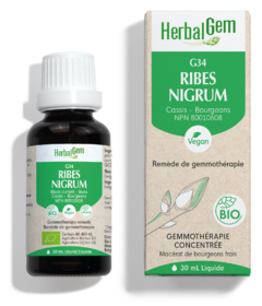 HerbalGem Ribes Nigrum (Black currant) G34