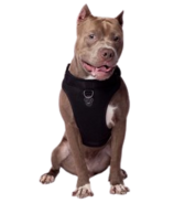 Canada Pooch Everything Harness Black X-Large