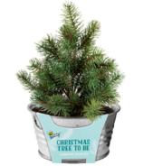 Buzzy Seeds Galvanized Mini Basin Grow Kit Spruce