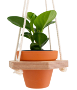 Livcan Design Hex Plant Hanger with Clay Pot