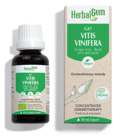 HerbalGem G47 Vitis Vinifera (Grape Vine)