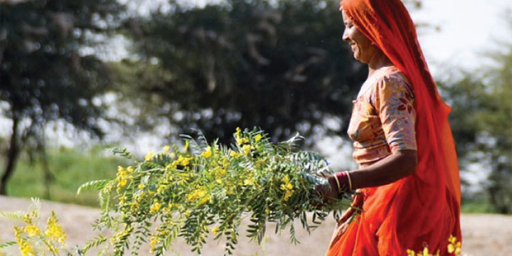 femme dans un champ en train de collecter des plantes