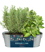 Buzzy Seeds Hammered Windowsill Garden Rosemary & Sage