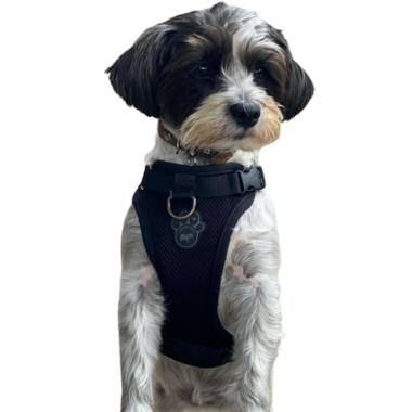 Canada pooch everything harness medium best sale