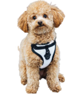 Canada Pooch Everything Harness Mesh Series Reflective Small