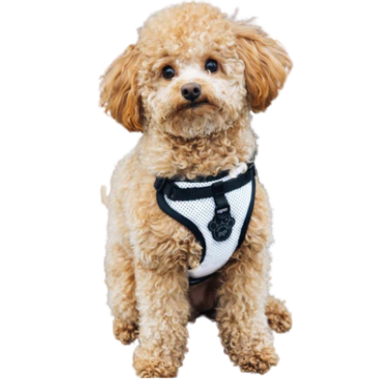 Canada pooch harness outlet small