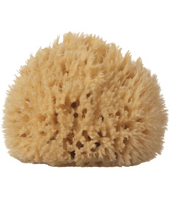 Well Kept Sponge Large