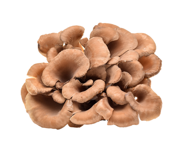 Organic Maitaki mushroom