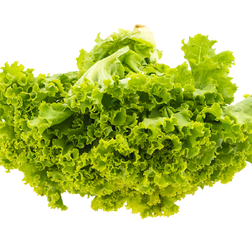 Organic Green Lettuce