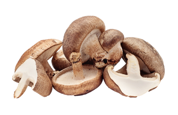 Organic Shiitake Mushroom