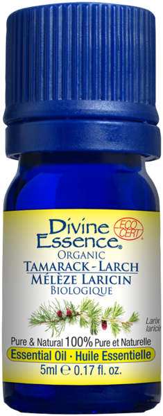 huile essentielle de Mélèze laricin