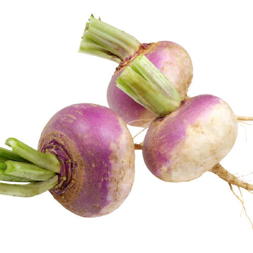 Organic Turnip