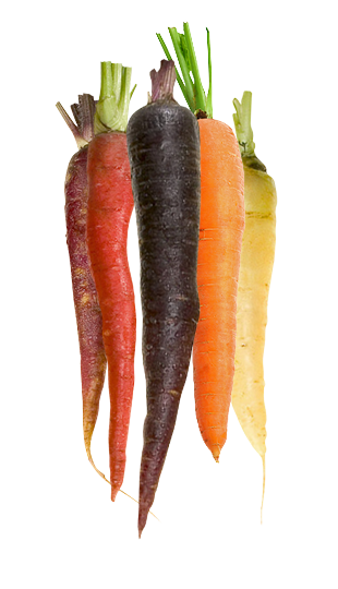 Organic Multicolor Nantaise Carrots 