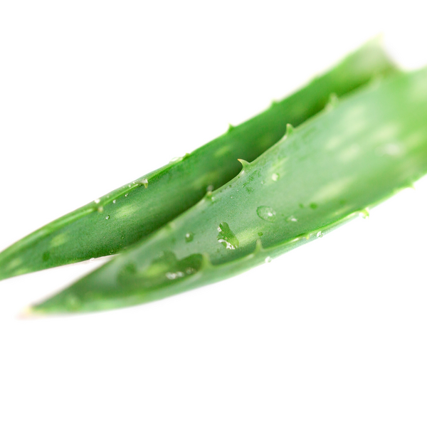 Organic Aloe Vera Leaf