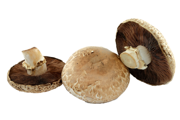Organic Portobellini Mushroom