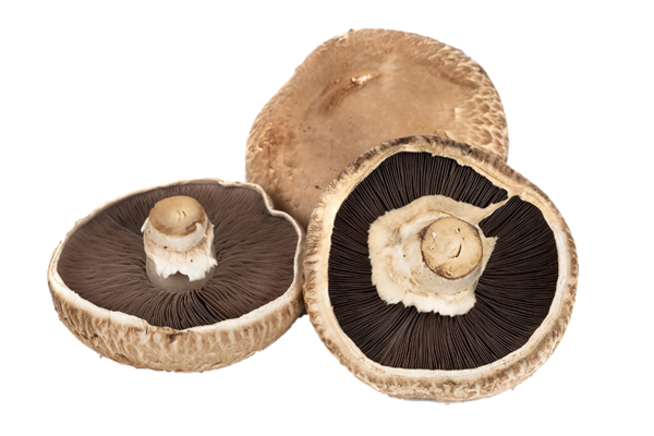 Organic Portabello Mushroom