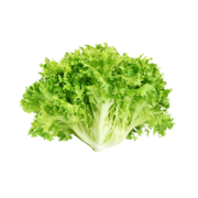 Organic Chicory Lettuce