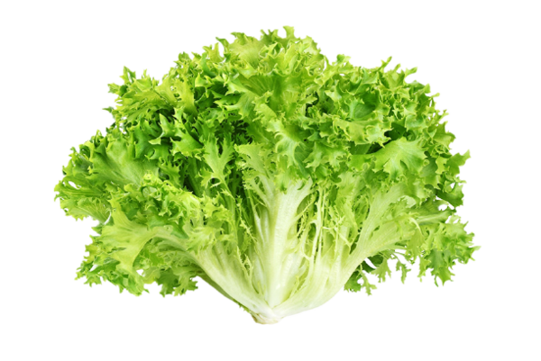 Organic Chicory Lettuce