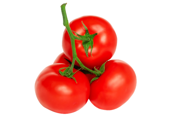 Tomates vignes biologiques