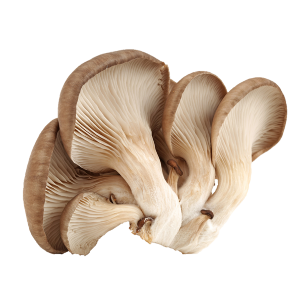 Organic Black Oyster Mushroom