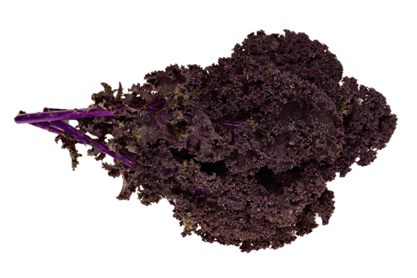 Kale rouge Biologiques