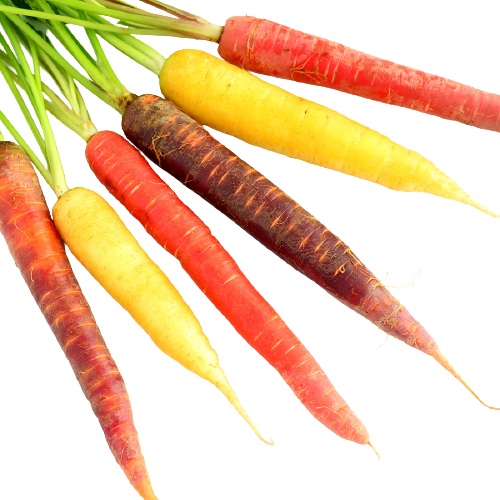 Organic Rainbow Carrots
