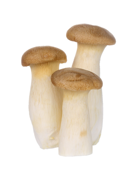 Organic King Oyster Mushroom