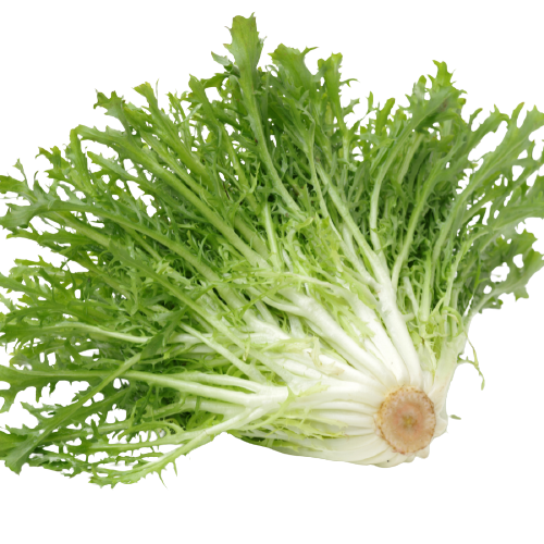 Organic Escarole Lettuce