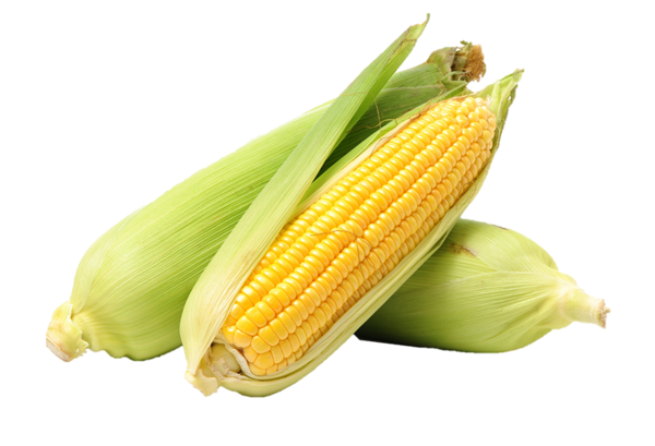 Organic Corn on the Cob